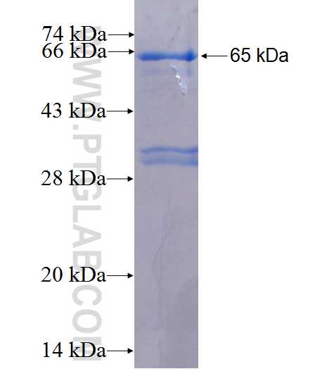 NAE1 fusion protein Ag6672 SDS-PAGE