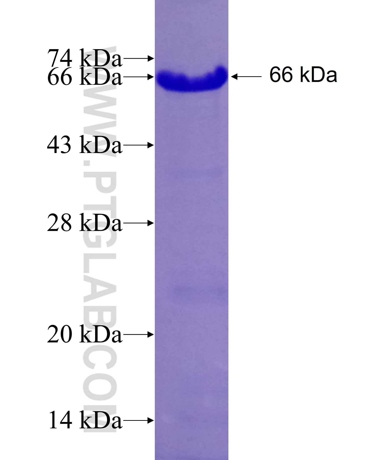 NAF1 fusion protein Ag26787 SDS-PAGE