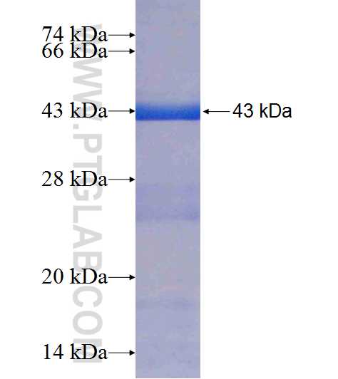 NAGA fusion protein Ag7225 SDS-PAGE