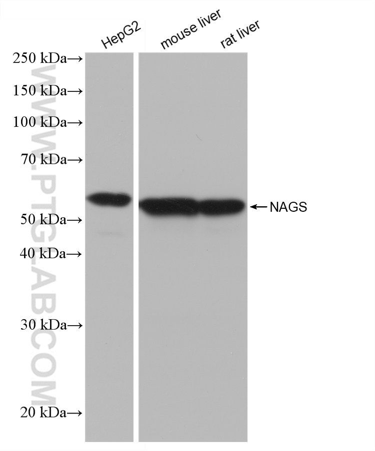 WB analysis using 82963-1-RR