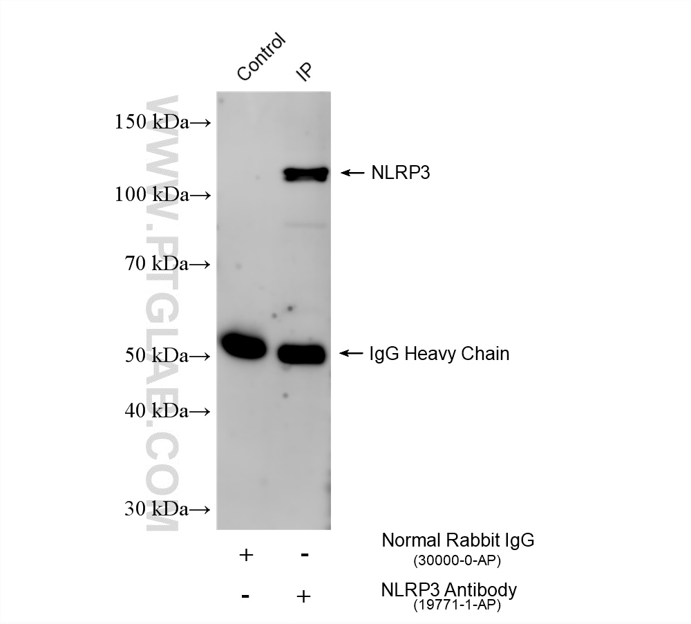 IP result of anti-NLRP3 (IP:19771-1-AP, 4ug; Detection:19771-1-AP 1:1000) with THP-1 cells lysate 1640 ug. IP experiment of THP-1 using 19771-1-AP