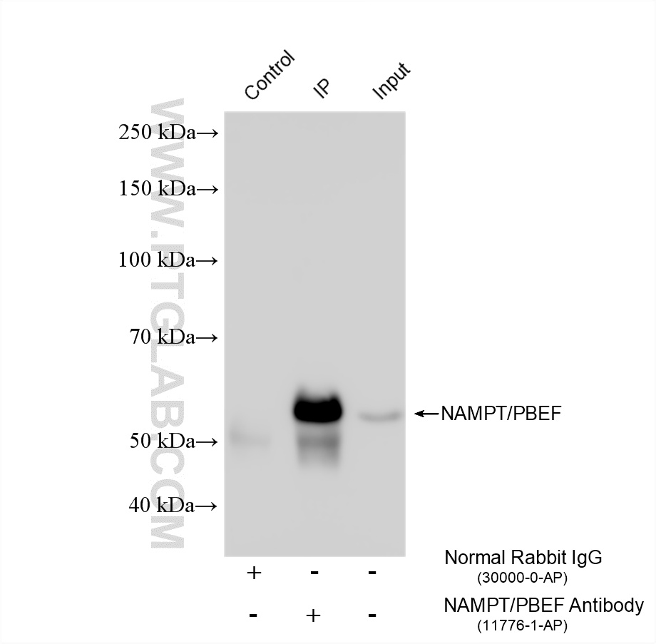 IP experiment of mouse heart using 11776-1-AP