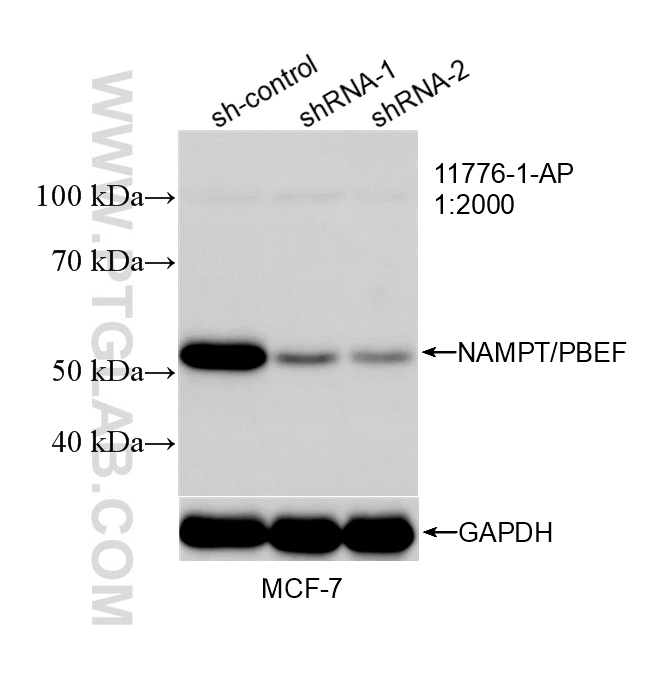 WB result of NAMPT/PBEF antibody (11776-1-AP; 1:2000; incubated at room temperature for 1.5 hours) with sh-Control and sh-NAMPT/PBEF transfected MCF-7 cells. WB analysis of MCF-7 using 11776-1-AP