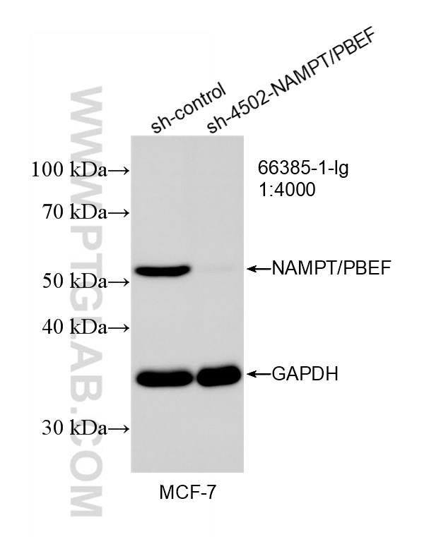 WB result of NAMPT/PBEF antibody (66385-1-Ig; 1:4000; incubated at room temperature for 1.5 hours) with sh-Control and sh-NAMPT/PBEF transfected MCF-7 cells. WB analysis of MCF-7 using 66385-1-Ig