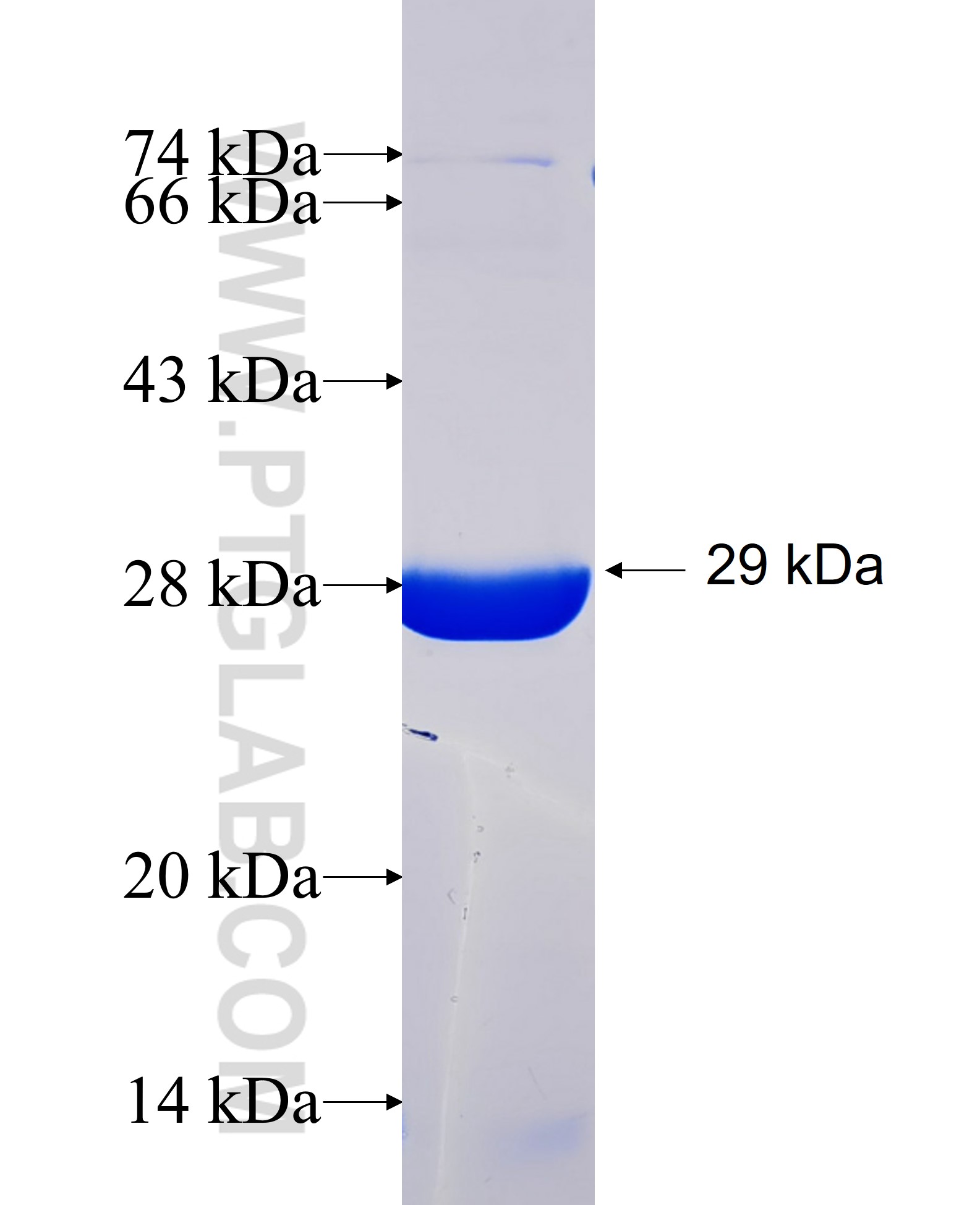 NAMPT fusion protein Ag26088 SDS-PAGE NAMPT fusion protein Ag26088 SDS-PAGE