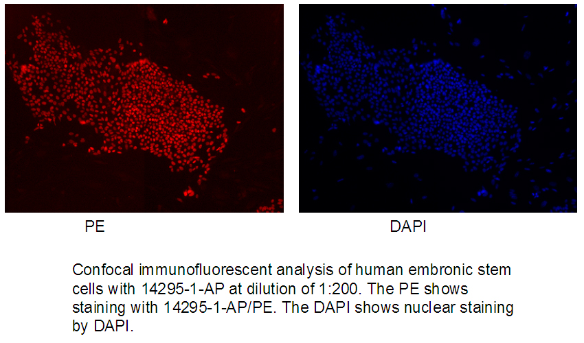 IF Staining of human embronic stem cells using 14295-1-AP