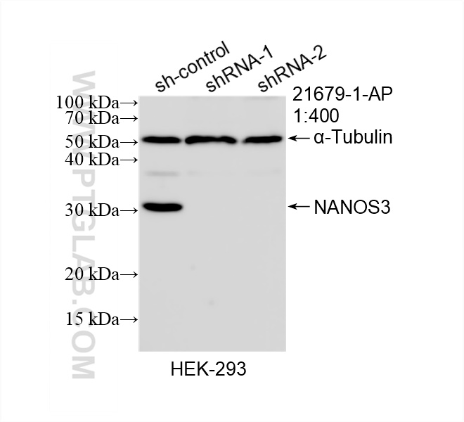 WB analysis of HEK-293 using 21679-1-AP