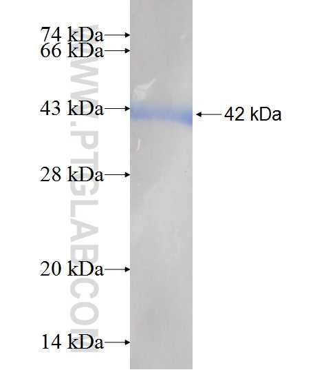 NANS fusion protein Ag7293 SDS-PAGE