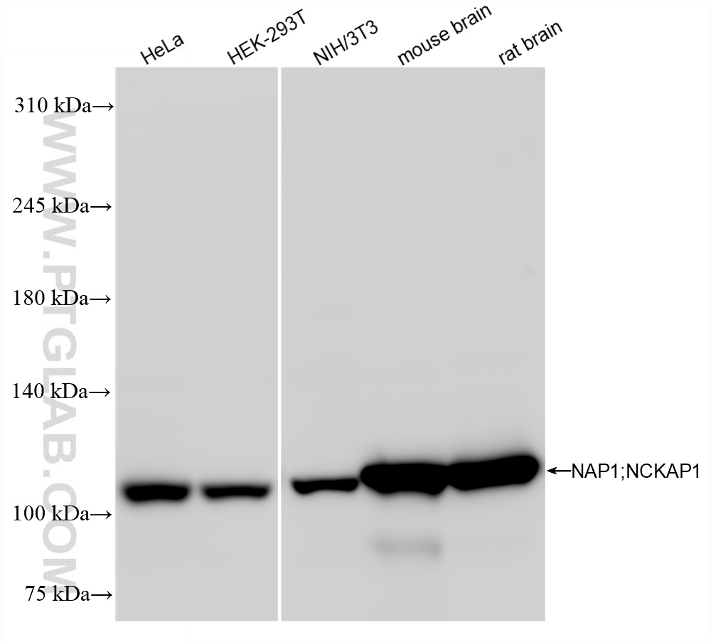 WB analysis using 85142-2-RR (same clone as 85142-2-PBS)