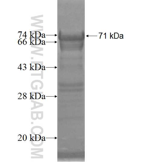 NAP1L1 fusion protein Ag6690 SDS-PAGE