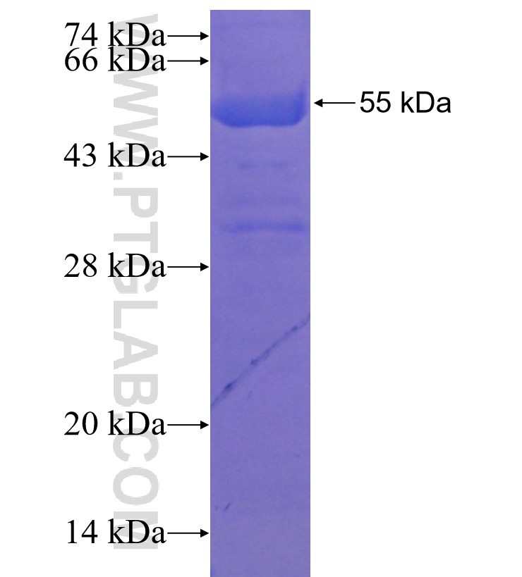 NAP1L4 fusion protein Ag8827 SDS-PAGE