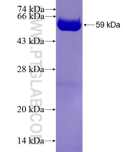 NAPA fusion protein Ag0836 SDS-PAGE