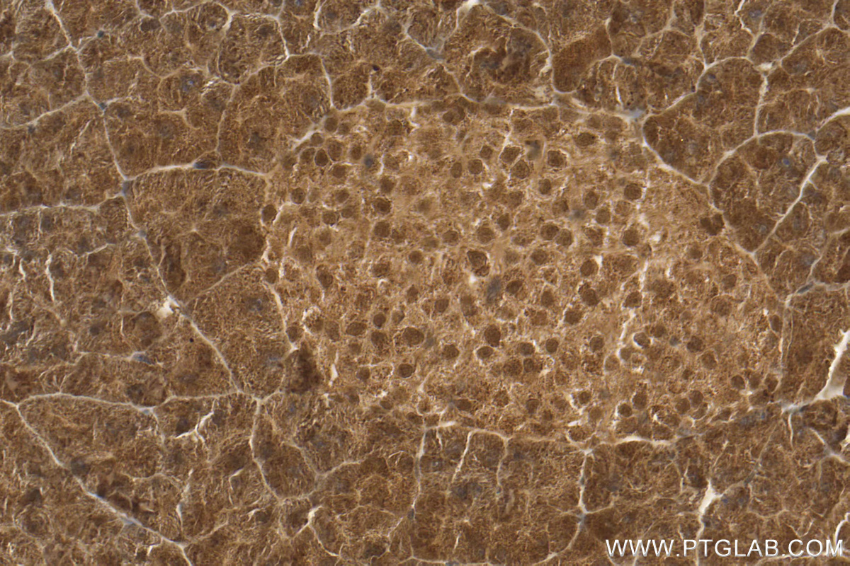 IHC staining of mouse pancreas using 17427-1-AP (same clone as 17427-1-PBS)