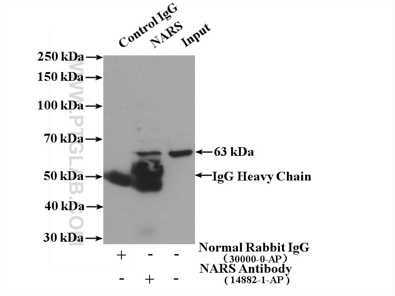 IP experiment of HepG2 using 14882-1-AP