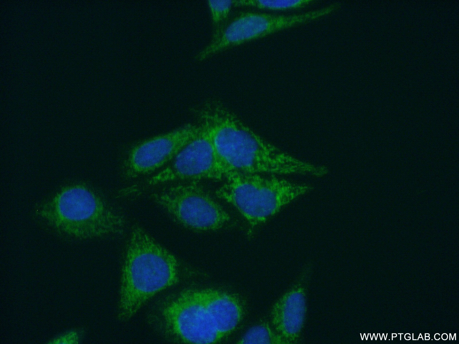 IF Staining of HepG2 using 15714-1-AP