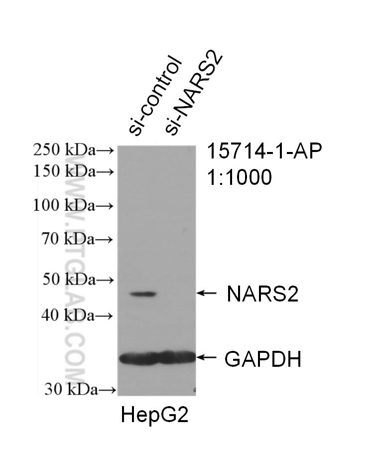 WB analysis of HepG2 using 15714-1-AP