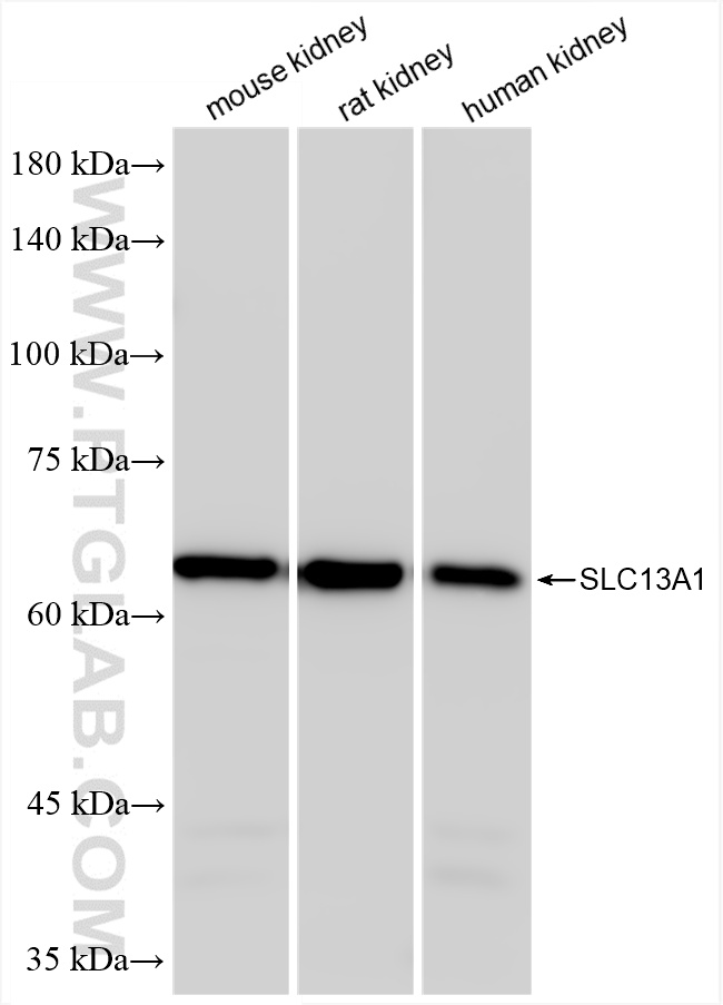 Various lysates were subjected to SDS PAGE followed by western blot with 86476-1-RR (NAS1/SLC13A1 antibody) at dilution of 1:10000 incubated at room temperature for 1.5 hours. WB analysis using 86476-1-RR