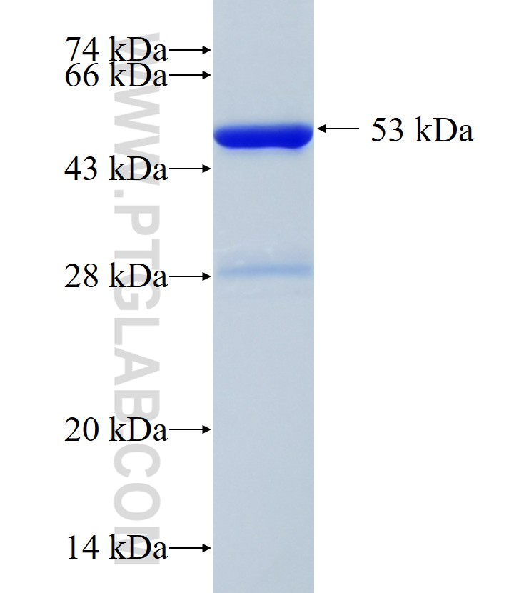 NAT11 fusion protein Ag10092 SDS-PAGE