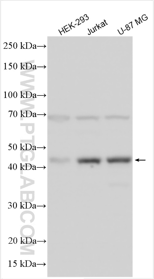 WB analysis using 25149-1-AP