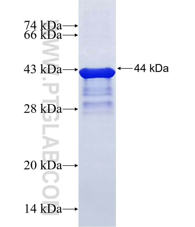 NAT14 fusion protein Ag3457 SDS-PAGE