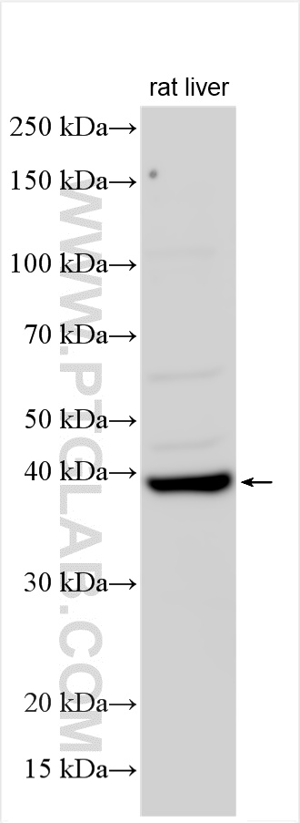 WB analysis using 11410-1-AP