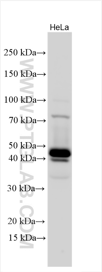 WB analysis using 15476-1-AP