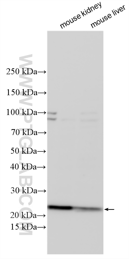 WB analysis using 10908-1-AP