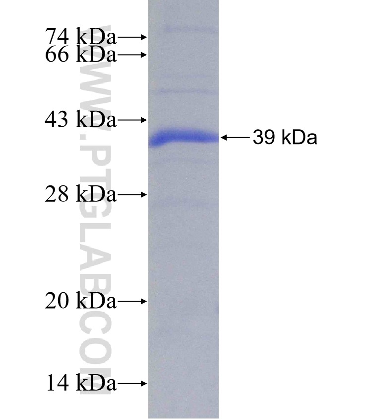 NAT9 fusion protein Ag7514 SDS-PAGE