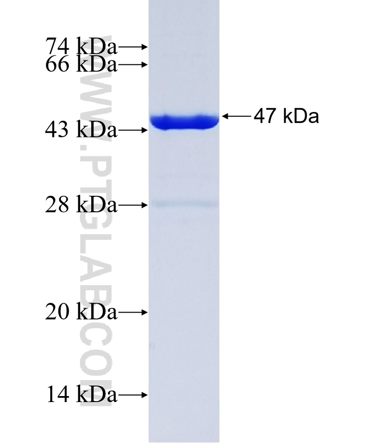 NAV1 fusion protein Ag14747 SDS-PAGE