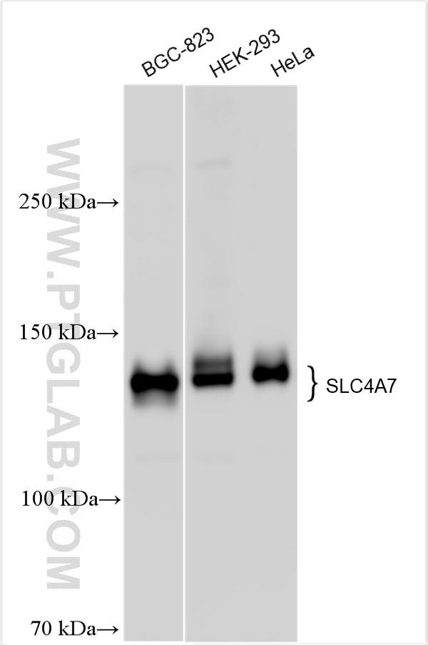 WB analysis using 29442-1-AP