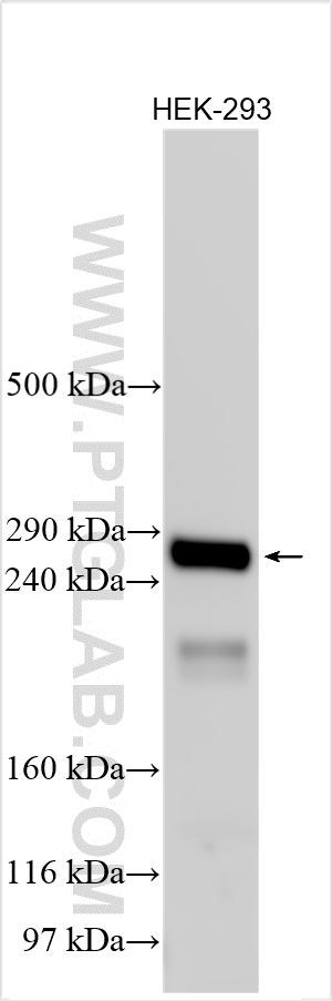 WB analysis using 25431-1-AP
