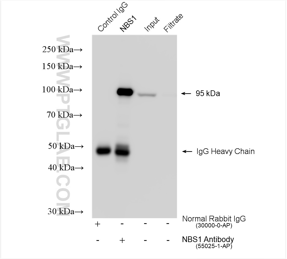 IP experiment of HeLa using 55025-1-AP