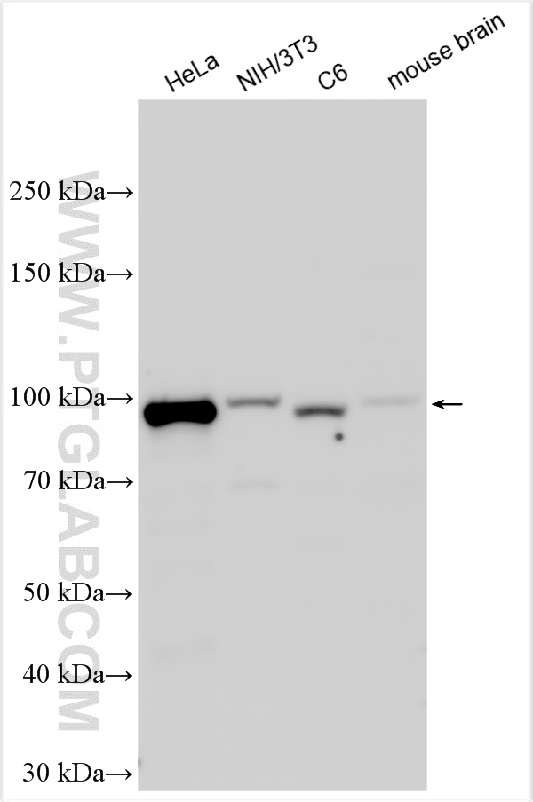Various lysates were subjected to SDS PAGE followed by western blot with 55025-1-AP (NBS1 antibody) at dilution of 1:3000 incubated at room temperature for 1.5 hours. WB analysis using 55025-1-AP