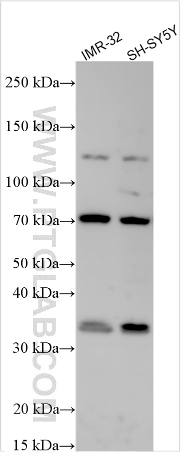 WB analysis using 17606-1-AP