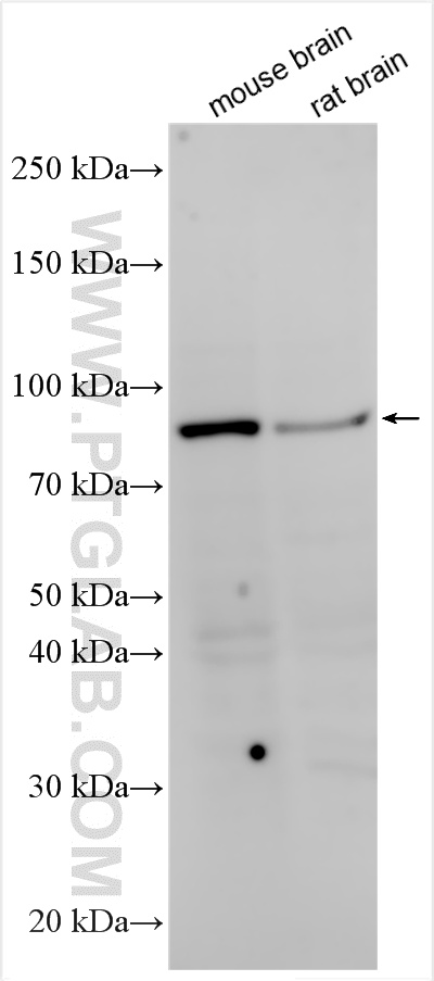 WB analysis using 20099-1-AP