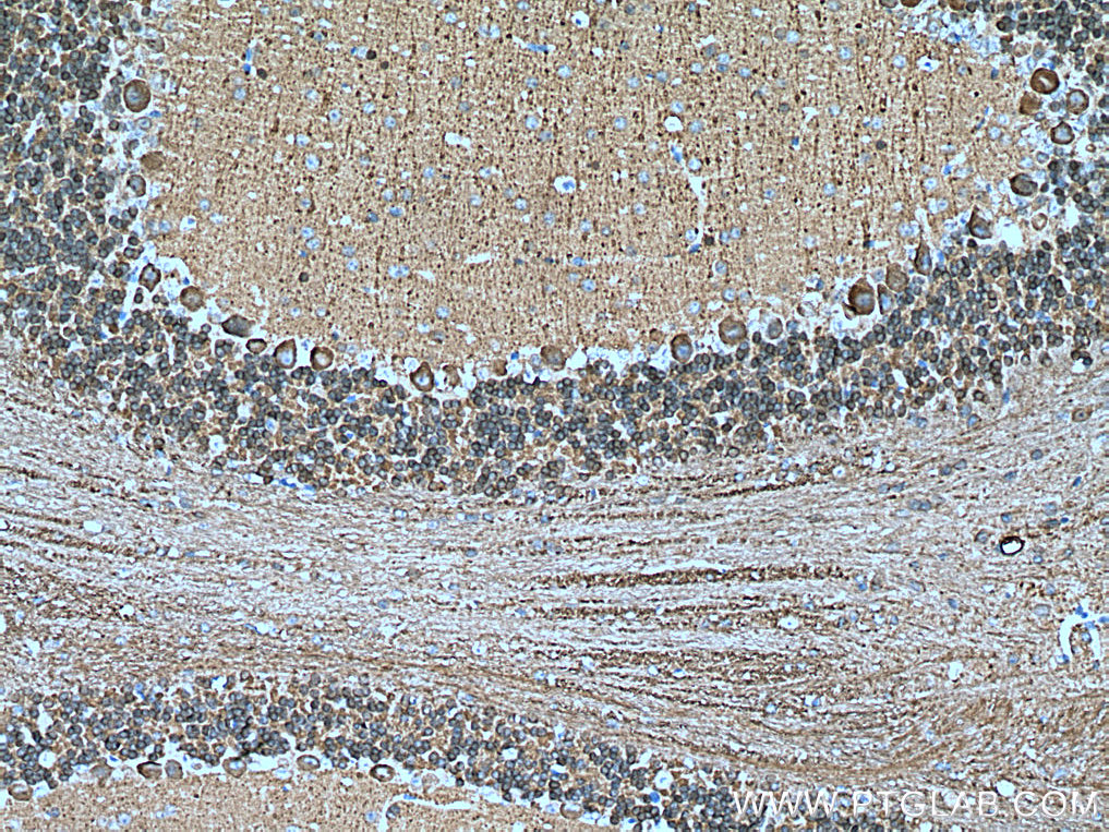 IHC staining of mouse cerebellum using 12925-1-AP