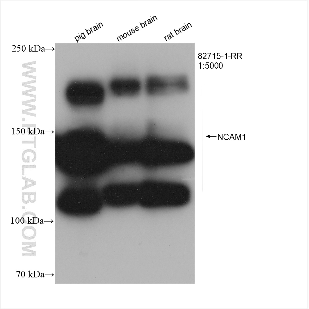 WB analysis using 82715-1-RR