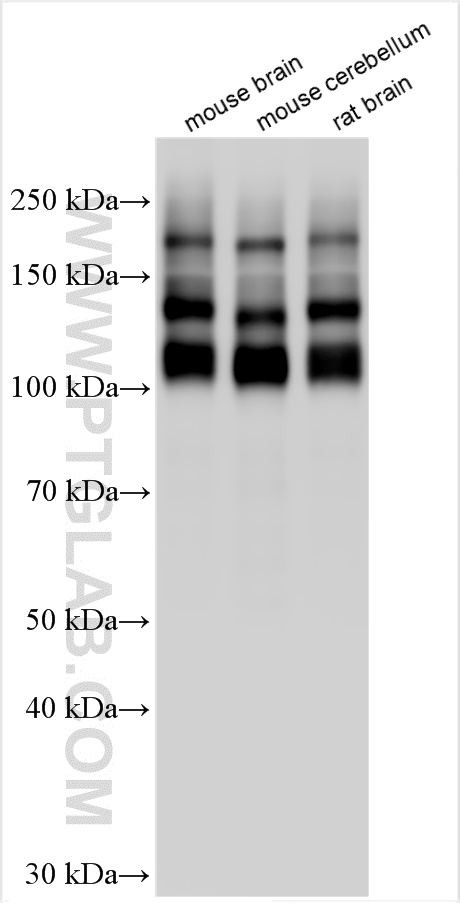 WB analysis using 31536-1-AP