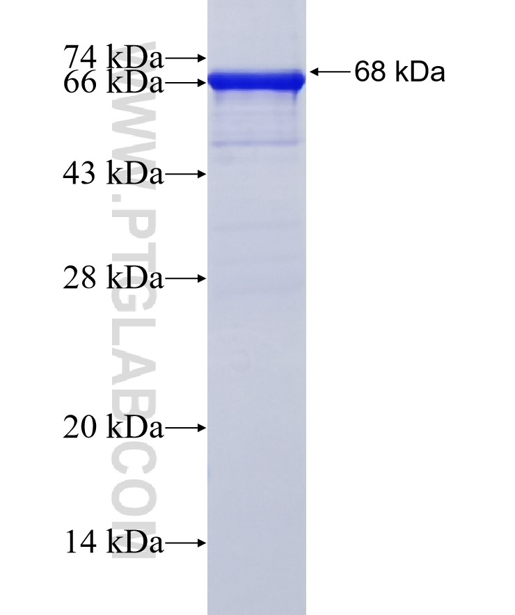 NCAM1/CD56 fusion protein Ag5528 SDS-PAGE