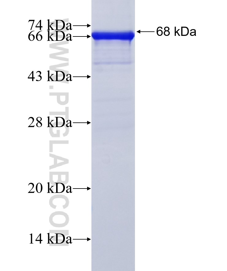 NCAM1 fusion protein Ag5528 SDS-PAGE