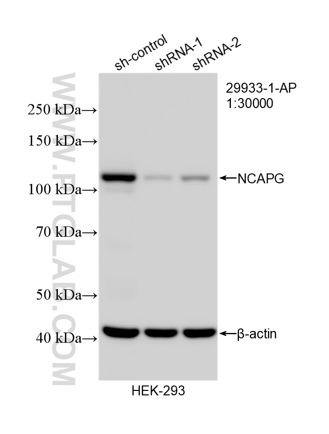 WB result of NCAPG antibody (29933-1-AP; 1:30000; incubated at room temperature for 1.5 hours) with sh-Control and sh-NCAPG transfected HEK-293 cells. WB analysis of HEK-293 using 29933-1-AP