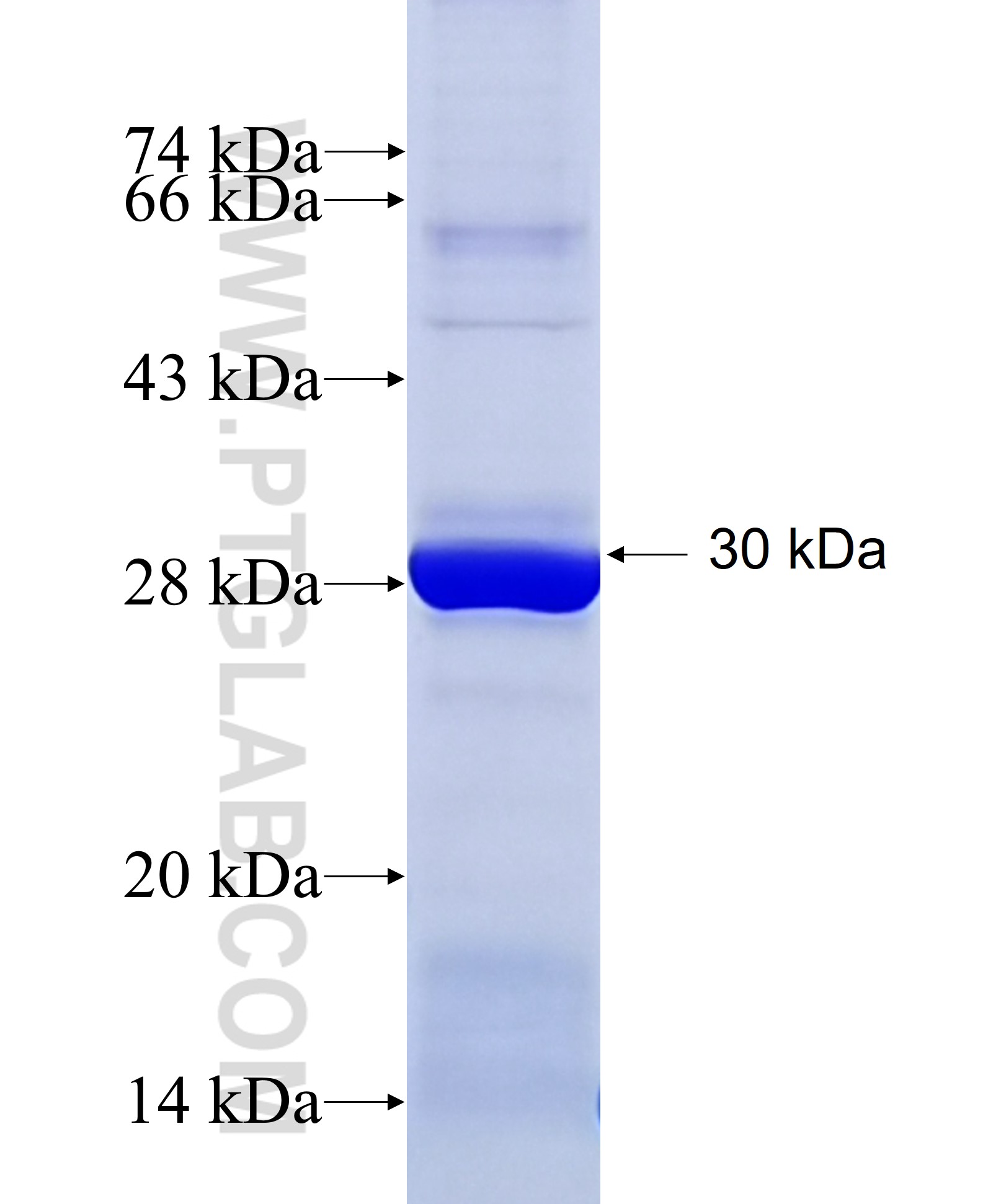 NCAPG2 fusion protein Ag34991 SDS-PAGE