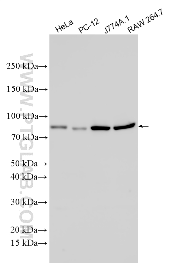 WB analysis using 33595-1-AP WB analysis using 33595-1-AP