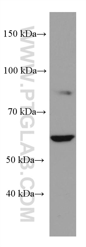 WB analysis of L02 using 67594-1-Ig