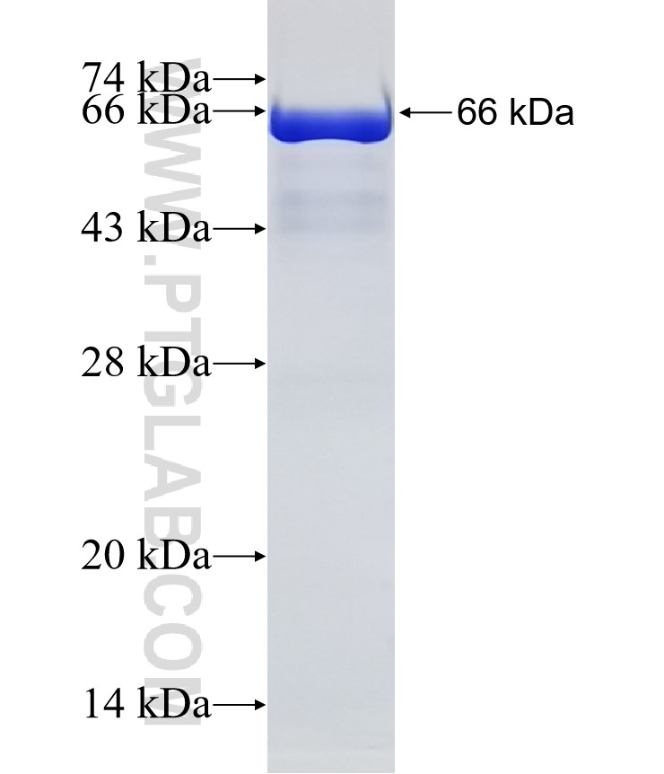 NCF2 fusion protein Ag31187 SDS-PAGE