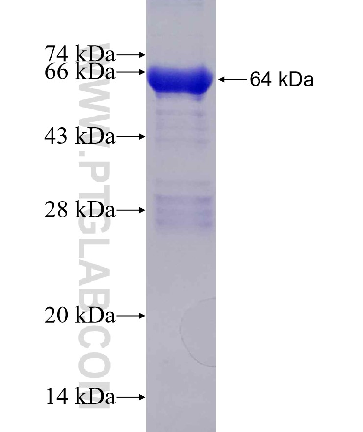 NCF2 fusion protein Ag7909 SDS-PAGE