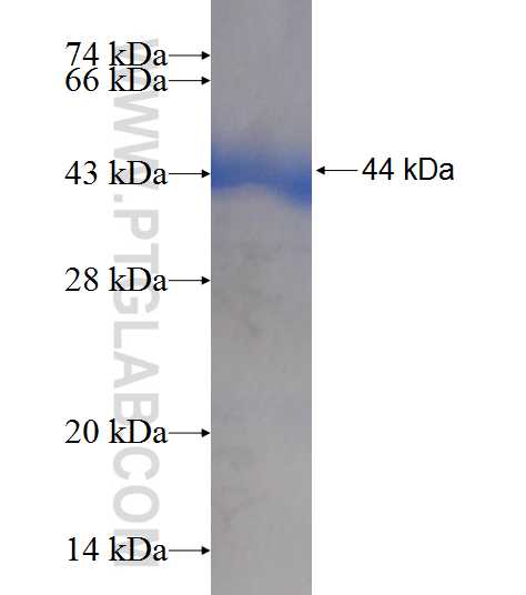 NCF2 fusion protein Ag8691 SDS-PAGE