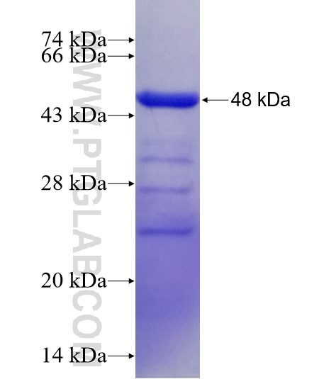 NCF4 fusion protein Ag6107 SDS-PAGE NCF4 fusion protein Ag6107 SDS-PAGE