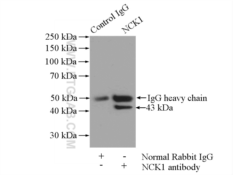 IP experiment of mouse brain using 15247-1-AP