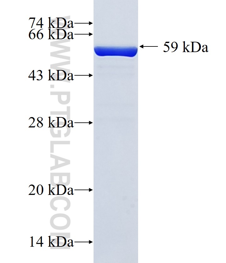 NCK1 fusion protein Ag0979 SDS-PAGE